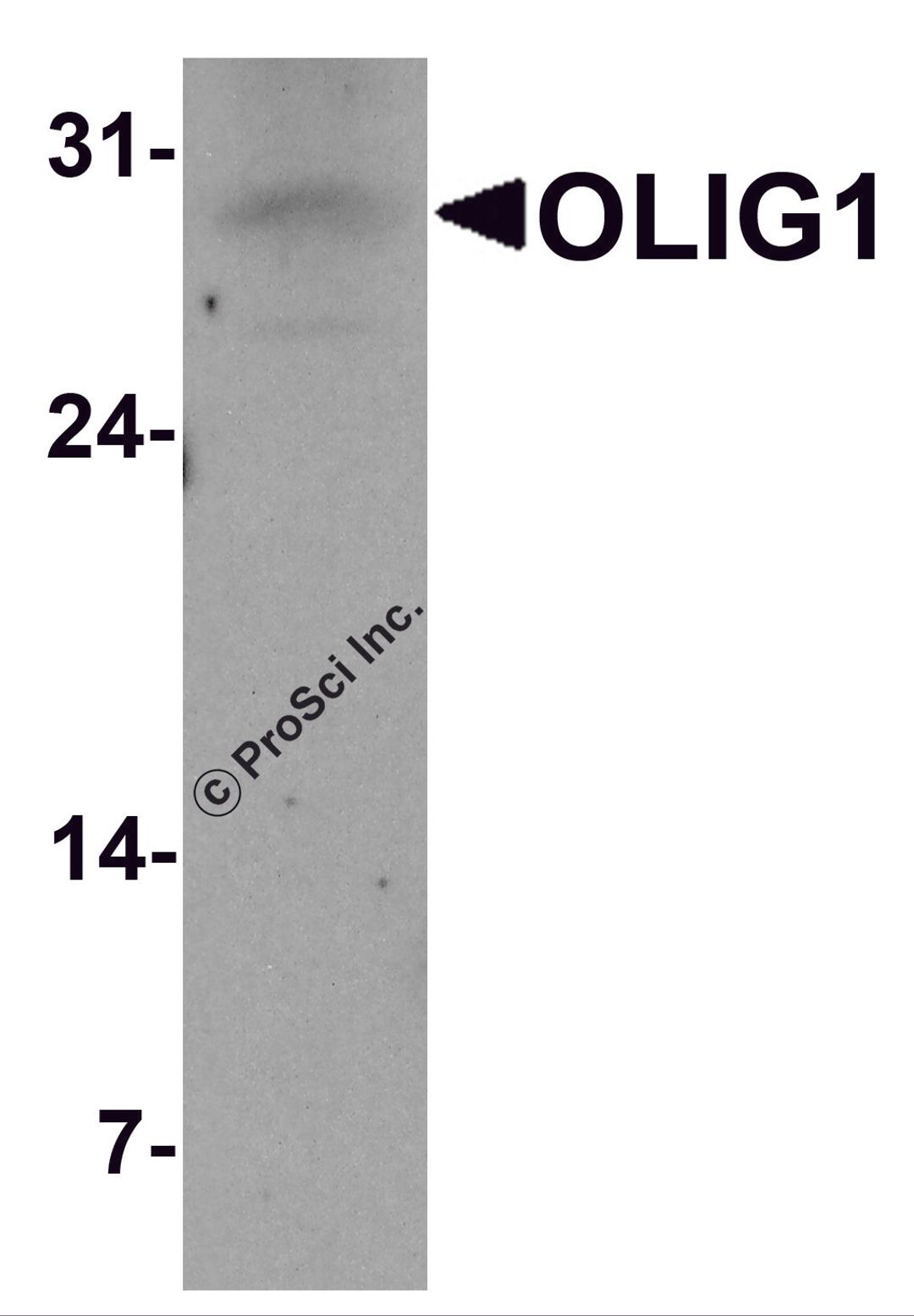 Western blot analysis of OLIG1 in A549 cell lysate with OLIG1 antibody at 1 μg/ml.