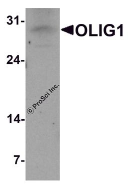Western blot analysis of OLIG1 in A549 cell lysate with OLIG1 antibody at 1 μg/ml.