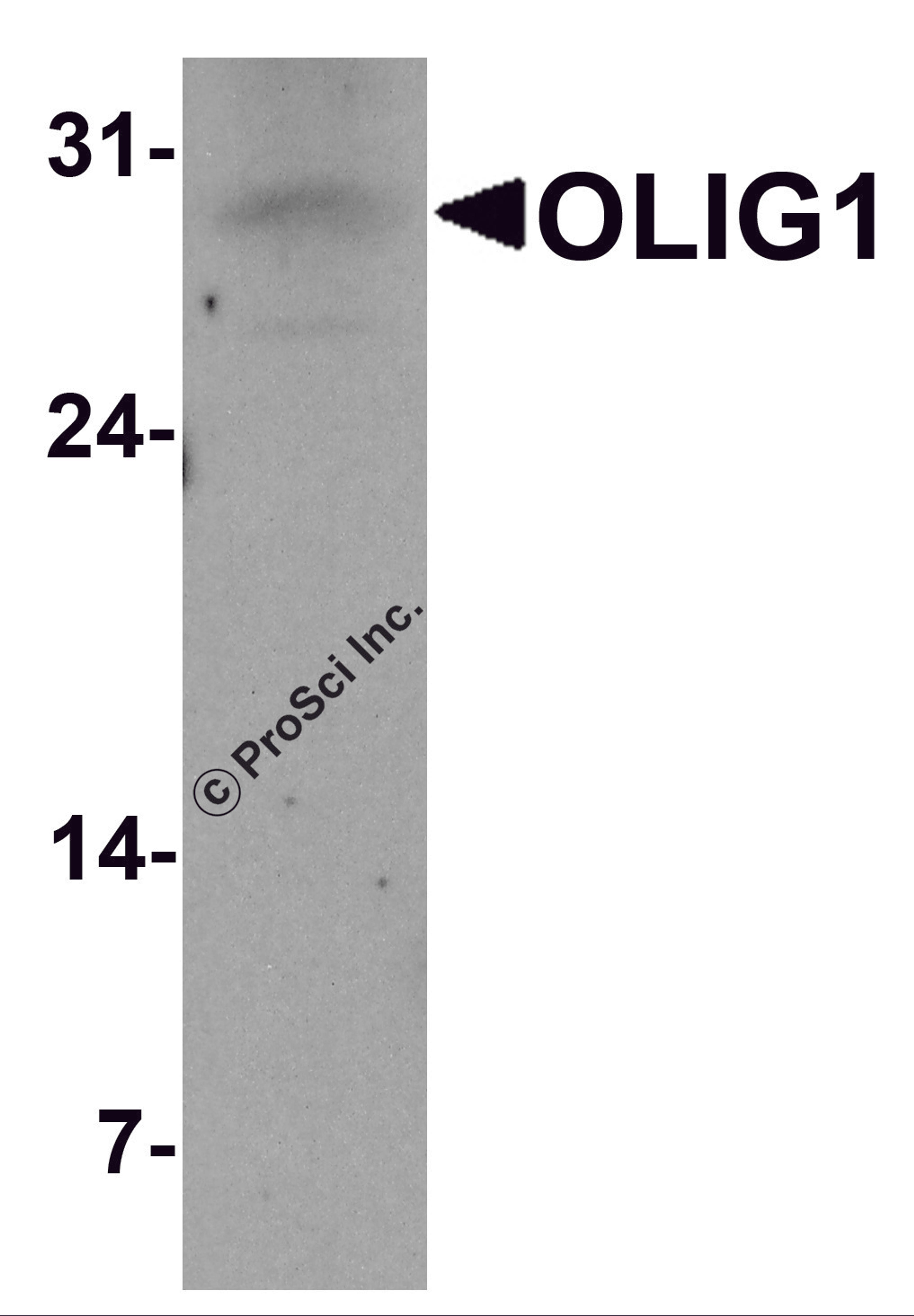 Western blot analysis of OLIG1 in A549 cell lysate with OLIG1 antibody at 1 μg/ml.
