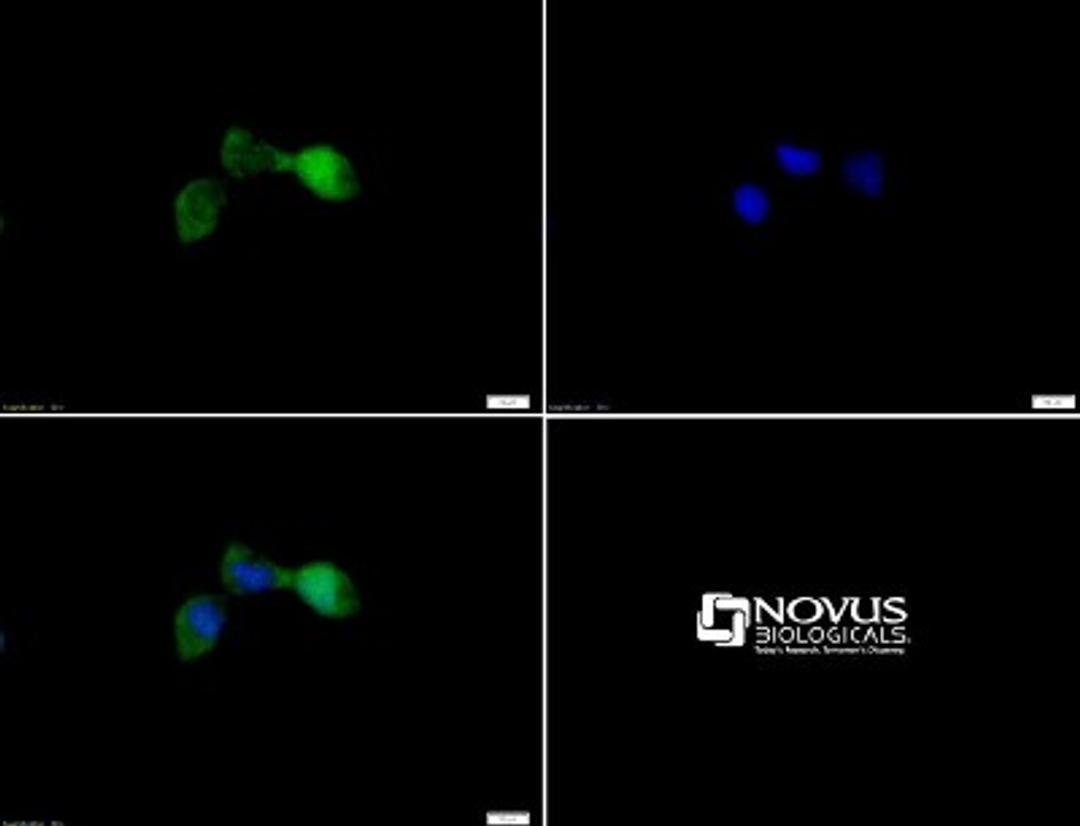 Immunocytochemistry/Immunofluorescence: STK33 Antibody [NBP1-54156] - ICC staining of STK33 in HEK293 cells with FITC (green). Nuclei were counterstained with Dapi (blue).