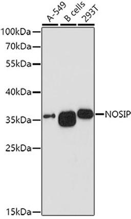 Western blot - NOSIP antibody (A10024)