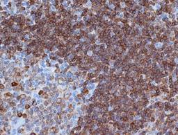 Immunohistochemistry-Paraffin: CD79A Antibody (HM57) [NB100-64347] - Embedded human tonsil.