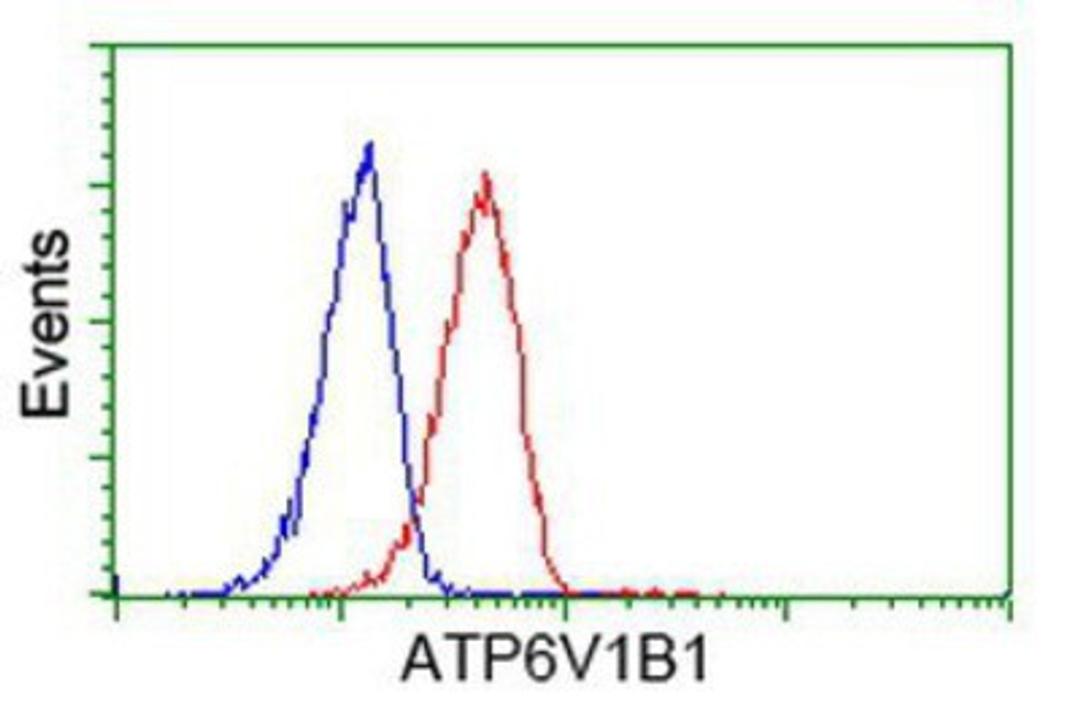 Flow Cytometry: ATP6V1B1 Antibody (1H6) [NBP2-00580] - Analysis of Hela cells, using anti-ATP6V1B1 antibody, (Red), compared to a nonspecific negative control antibody (Blue).