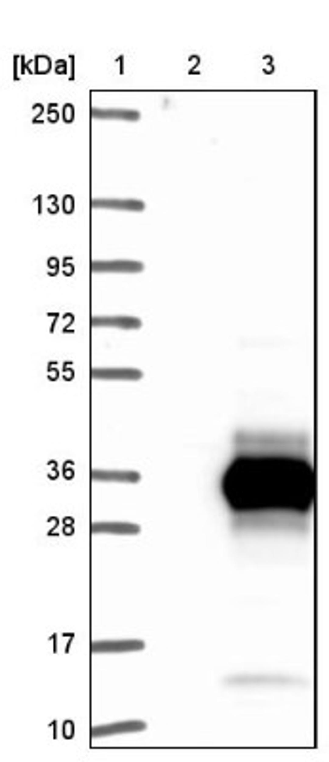 Western Blot: ZCCHC10 Antibody [NBP1-82206] - Lane 1: Marker [kDa] 250, 130, 95, 72, 55, 36, 28, 17, 10<br/>Lane 2: Negative control (vector only transfected HEK293T lysate)<br/>Lane 3: Over-expression lysate (Co-expressed with a C-terminal myc-DDK tag (~3.1 kDa) in mammalian HEK293T cells, LY413662)