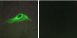 Immunofluorescence analysis of HeLa cell using collagen IV alpha 5 antibody