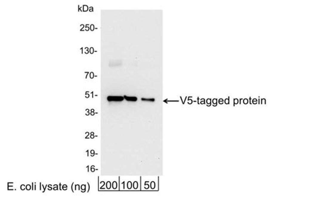 Detection of V5-tagged Protein by WB.