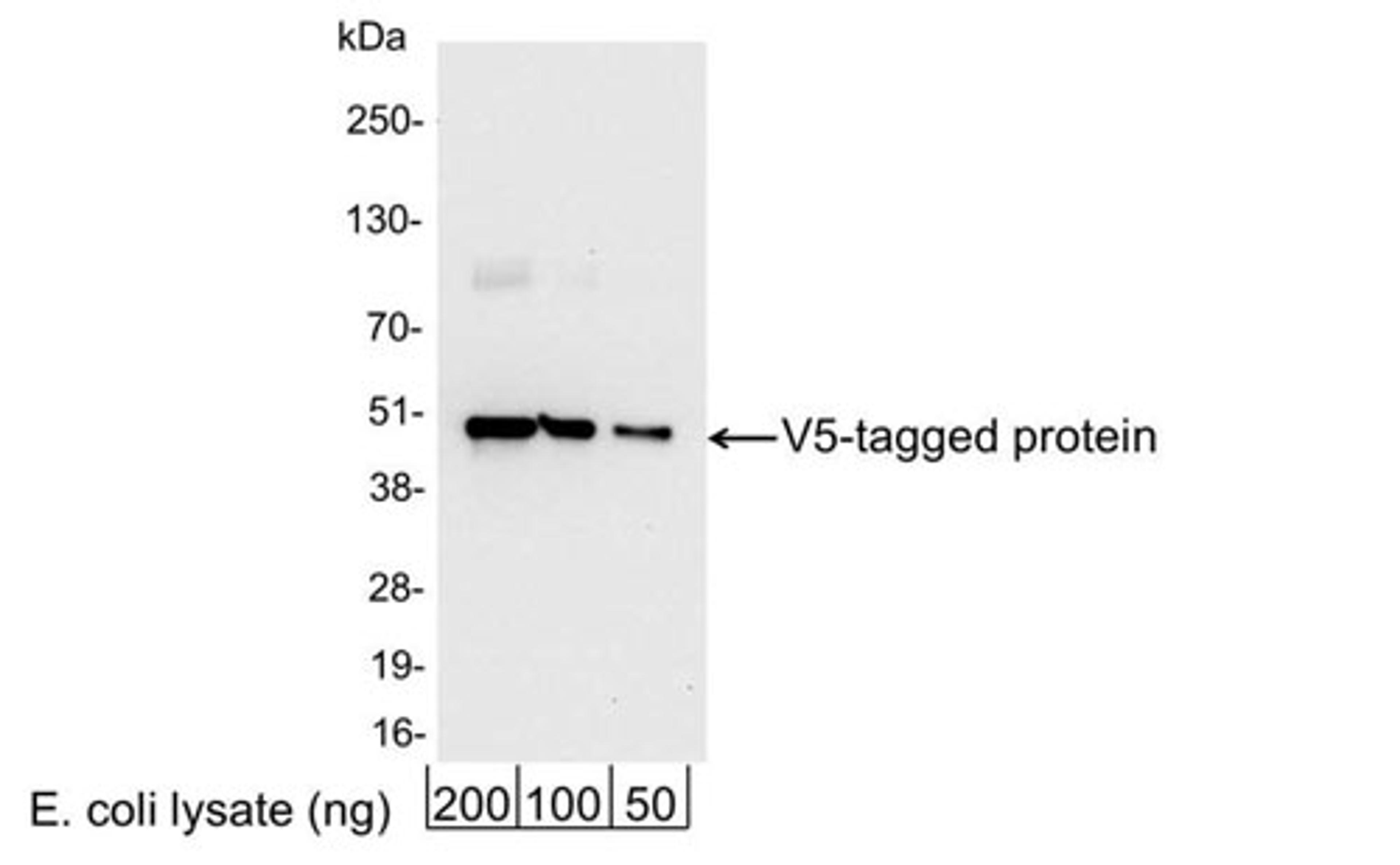 Detection of V5-tagged Protein by WB.