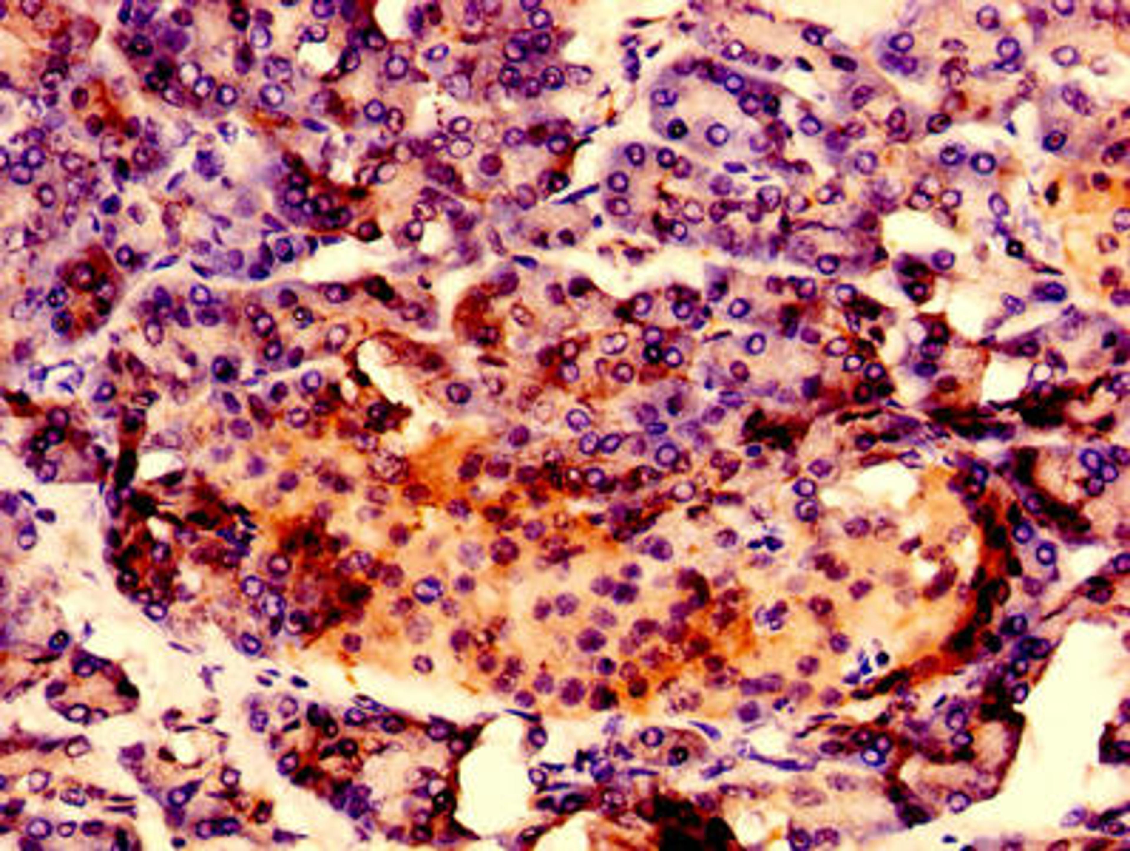 Immunohistochemistry of paraffin-embedded human pancreatic tissue using CSB-PA019152LA01HU at dilution of 1:100