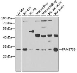 Western blot - FAM173B antibody (A7403)