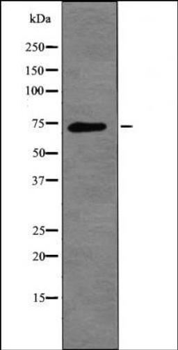 Western blot analysis of 293 whole cell lysates using L-plastin -Phospho-Ser5- antibody