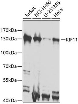 Western blot - KIF11 antibody (A7907)