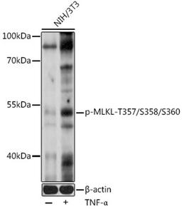 Western blot -  Phospho-MLKL-T357/S358/S360 pAb (AP0949)