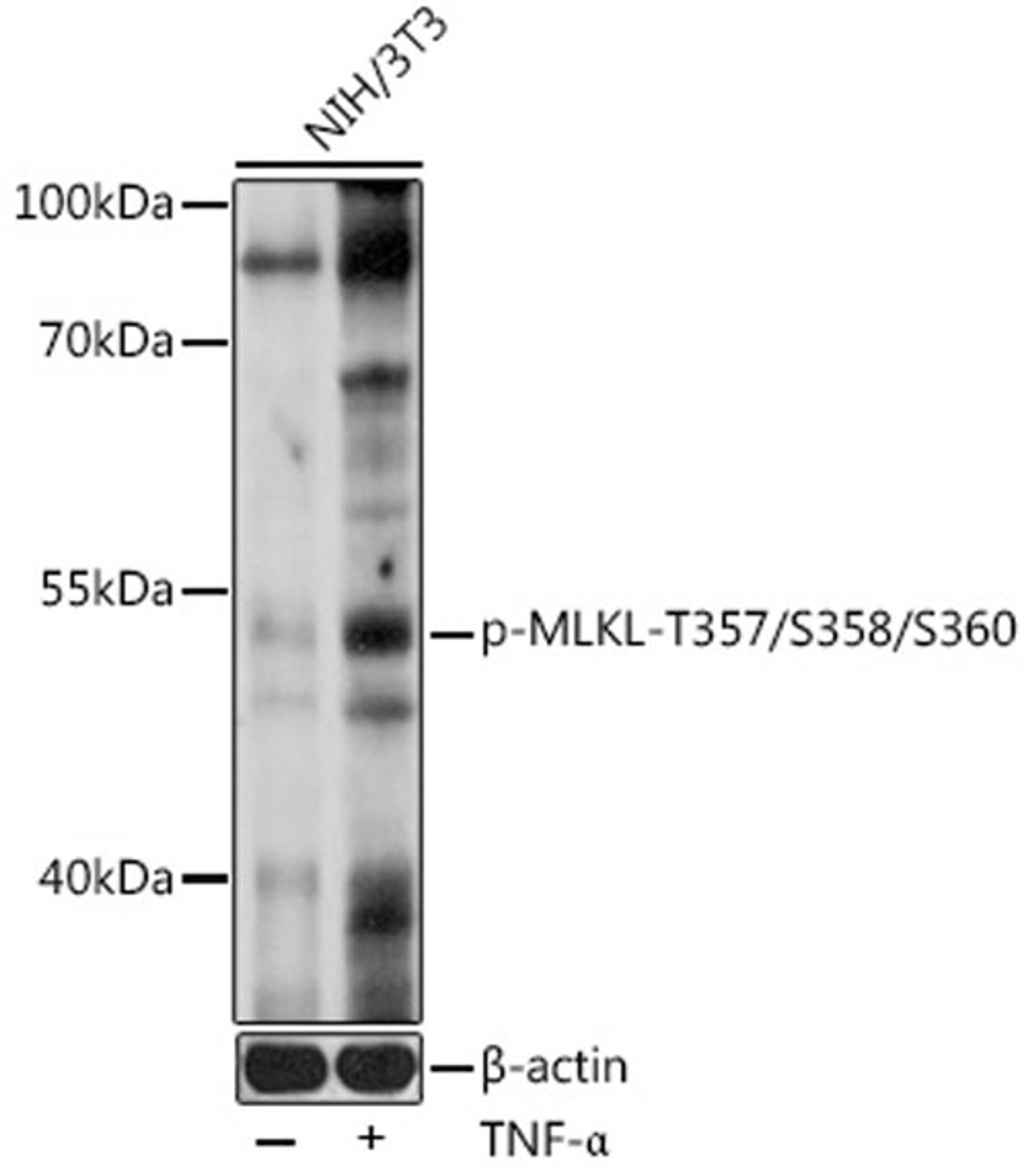 Western blot - Phospho-MLKL-T357/S358/S360 pAb (AP0949)