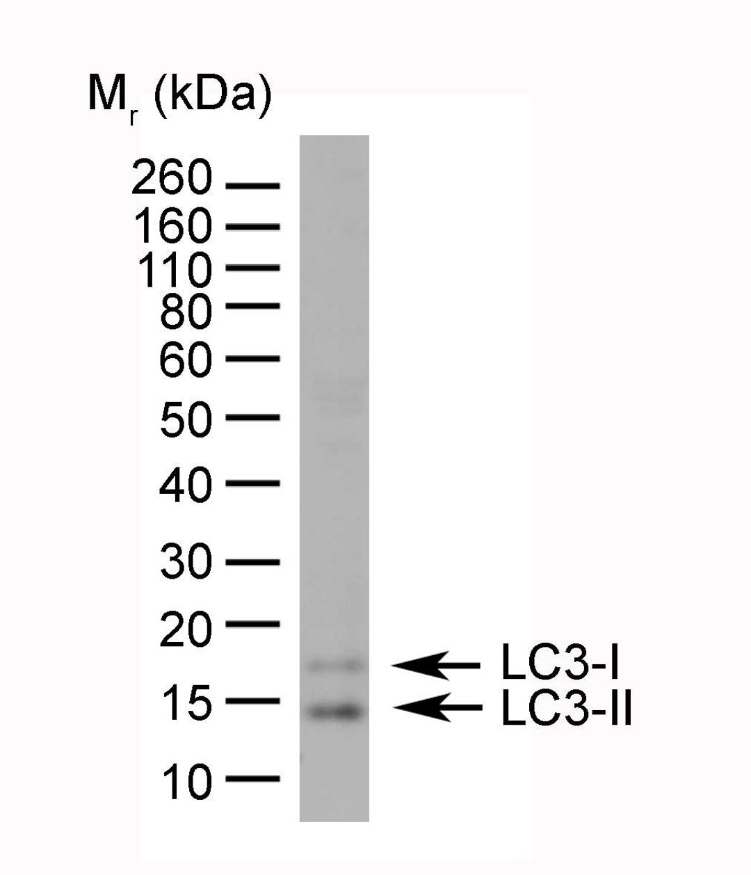 HeLa lysate probed with Rabbit anti Human MAP1LC3A/B (N-terminal)