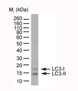 HeLa lysate probed with Rabbit anti Human MAP1LC3A/B (N-terminal)