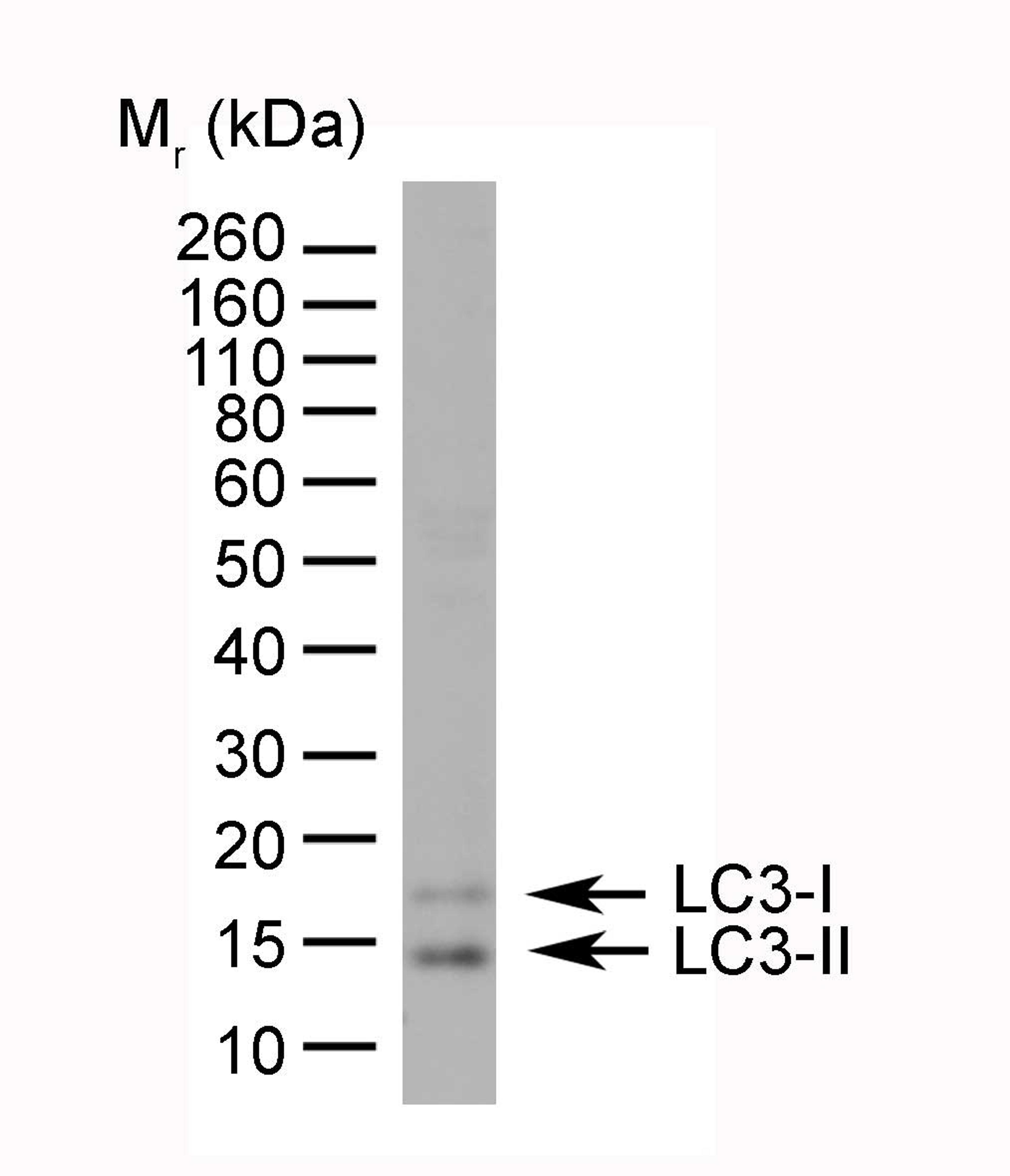 HeLa lysate probed with Rabbit anti Human MAP1LC3A/B (N-terminal)