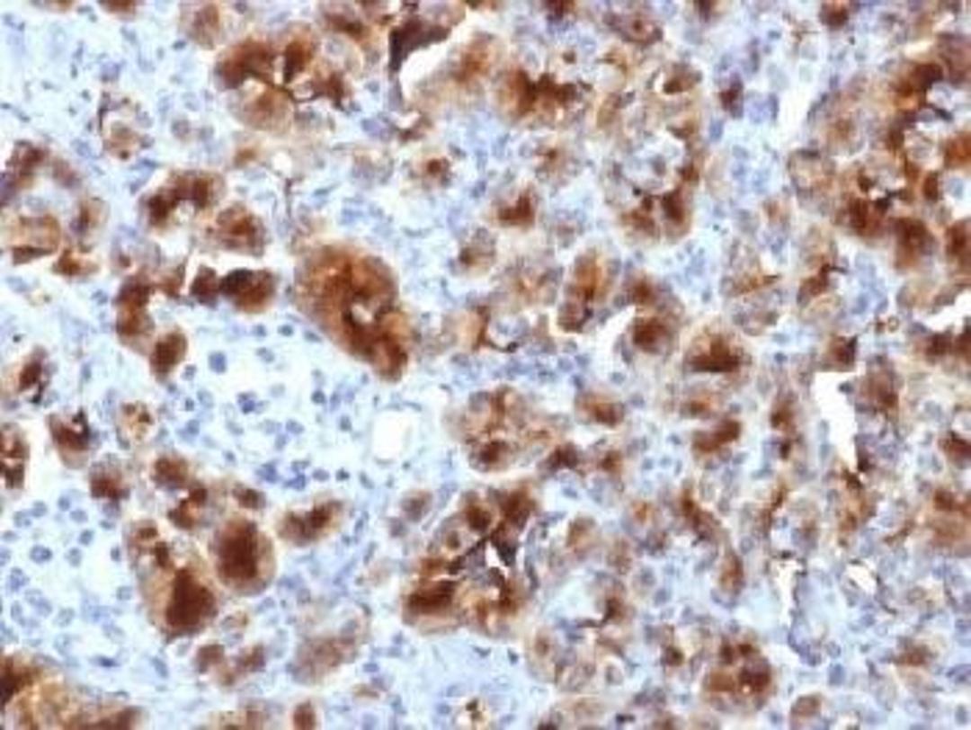 Immunohistochemical staining of Human pancreas using Glycoprotein 2 antibody