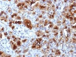 Immunohistochemical staining of Human pancreas using Glycoprotein 2 antibody