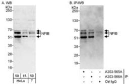 Detection of human NFIB by western blot and immunoprecipitation.