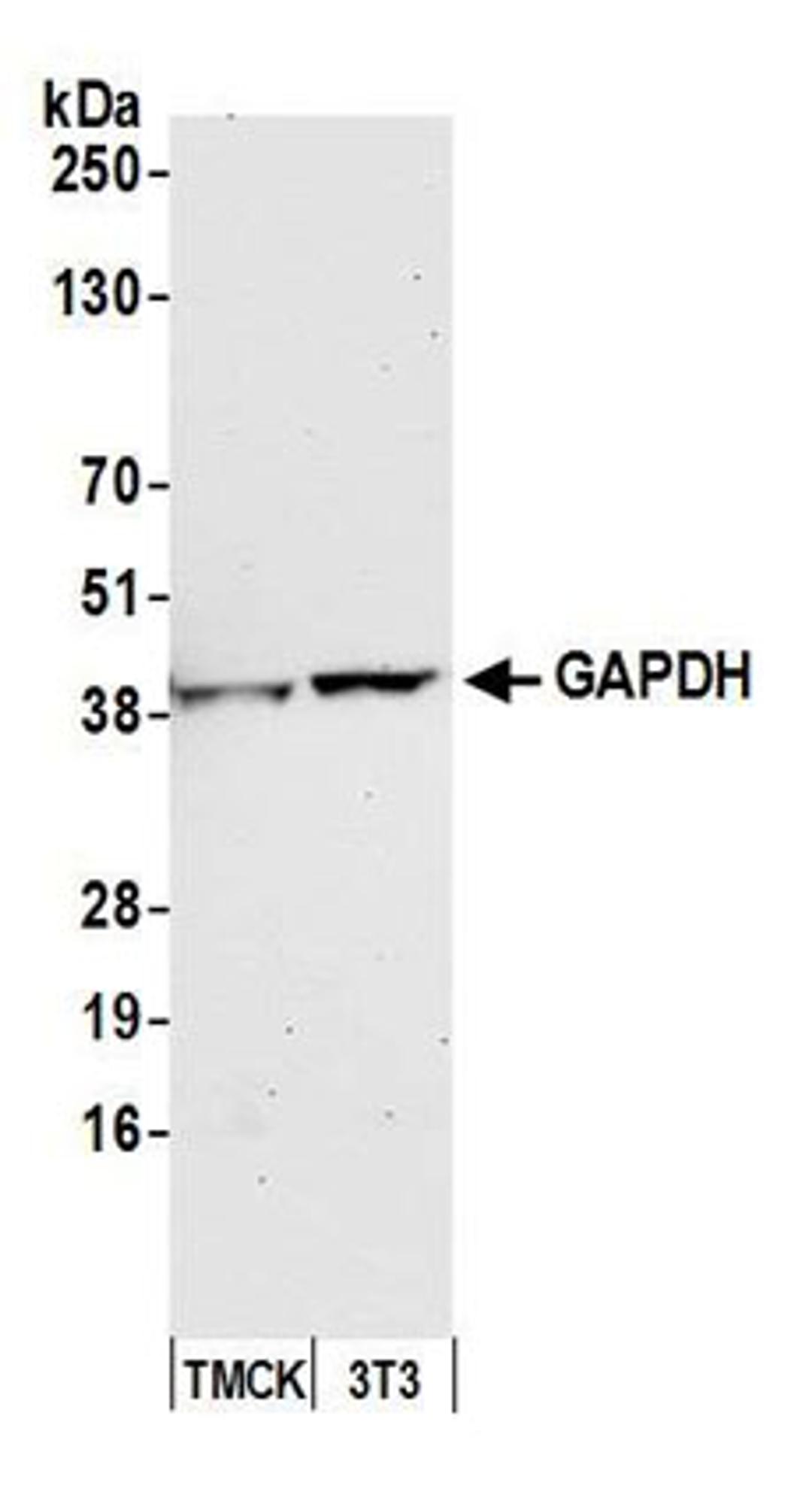 Detection of mouse GAPDH by western blot.