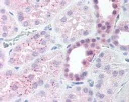 Immunohistochemistry staining of MAP2K4 in kidney tissue using MAP2K4 Antibody.