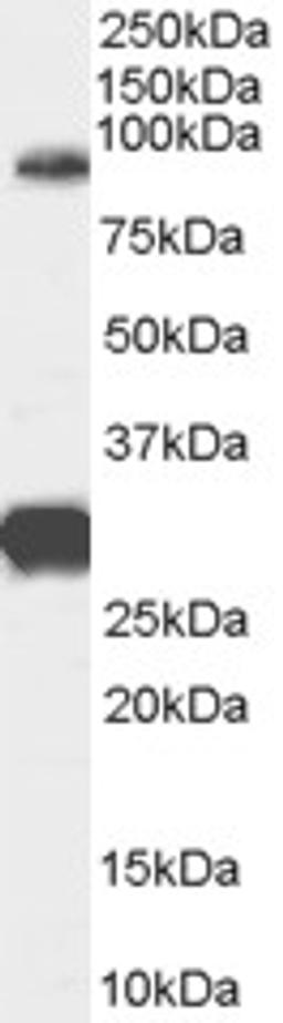 45-625 (0.3ug/ml) staining of Human Brain (Cerebellum) lysate (35ug protein in RIPA buffer). Primary incubation was 1 hour. Detected by chemiluminescence.