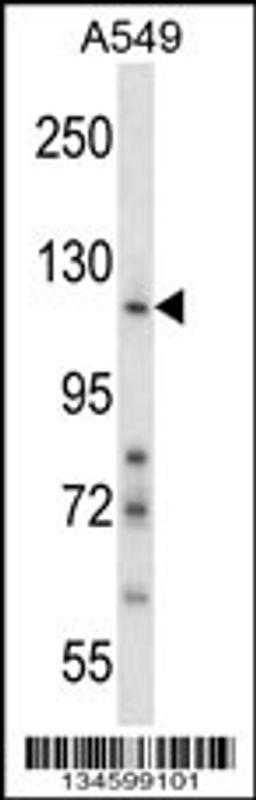 Western blot analysis in A549 cell line lysates (35ug/lane).