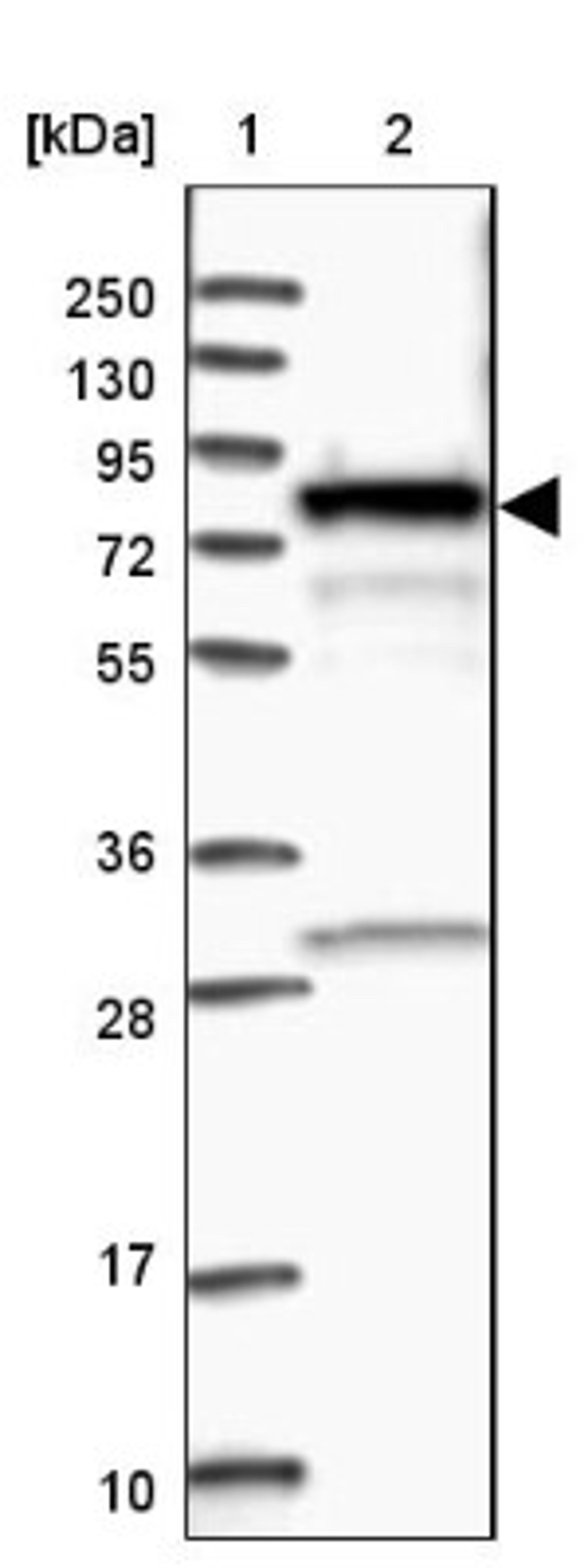 Western Blot: FLJ21908 Antibody [NBP1-89849] - Lane 1: Marker [kDa] 250, 130, 95, 72, 55, 36, 28, 17, 10<br/>Lane 2: Human cell line RT-4