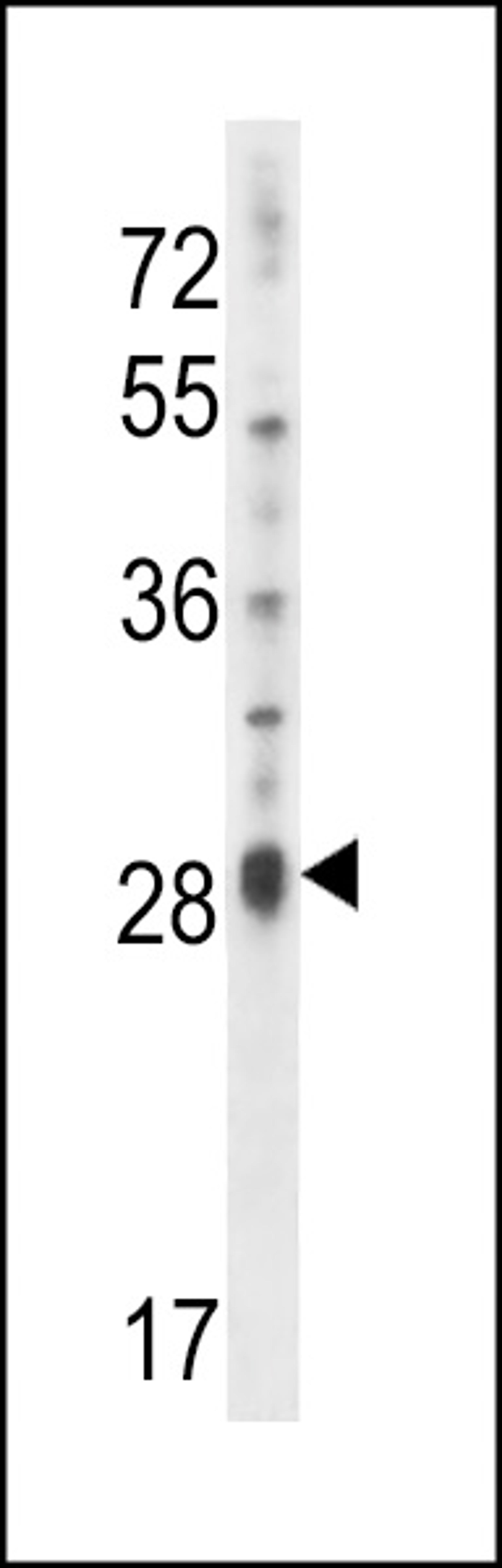 Western blot analysis in NCI-H460 cell line lysates (35ug/lane).