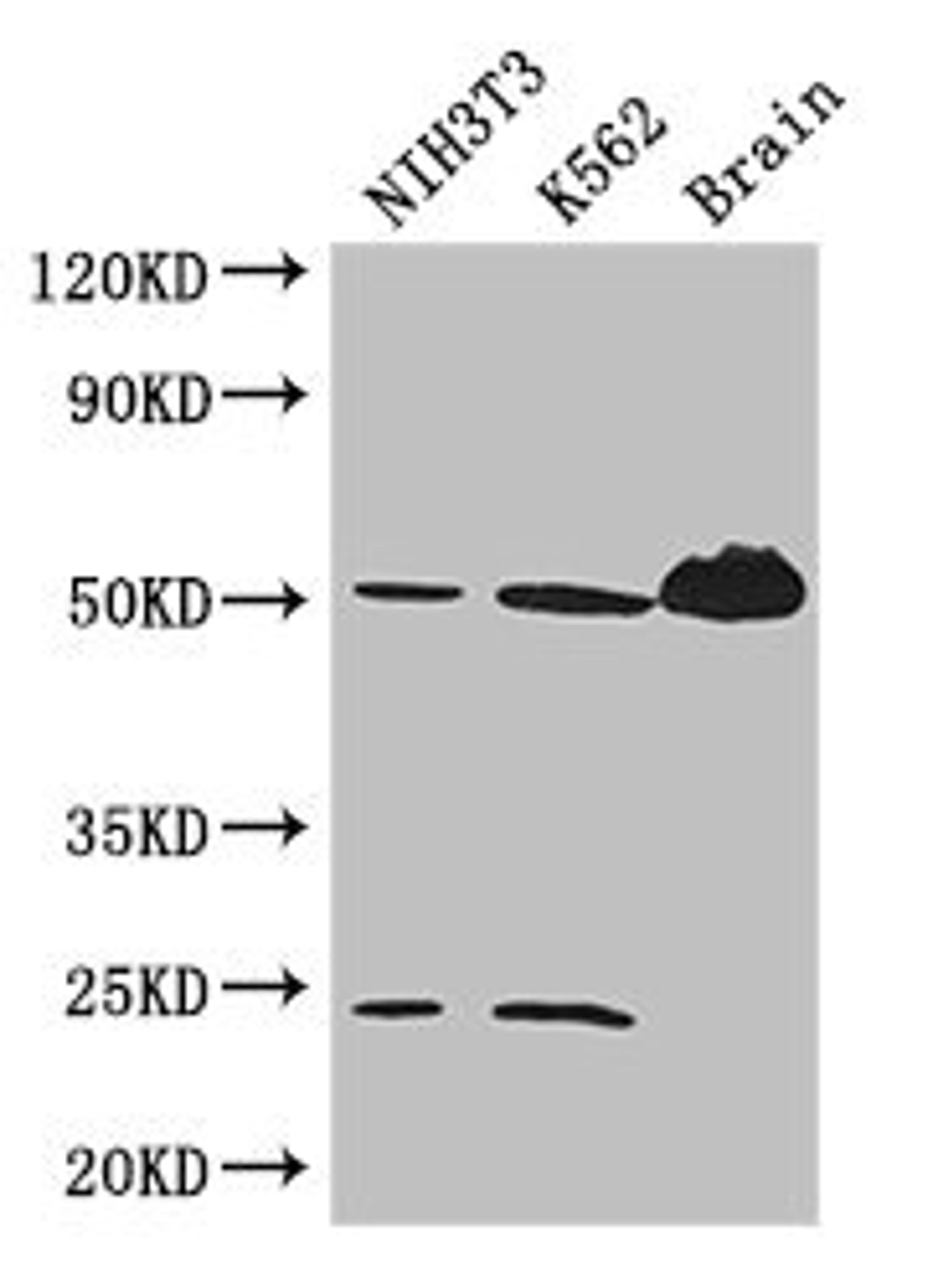 Western Blot. Positive WB detected in: NIH/3T3 whole cell lysate, K562 whole cell lysate, Mouse brain tissue. All lanes: TUBA4A antibody at 3ug/ml. Secondary. Goat polyclonal to rabbit IgG at 1/50000 dilution. Predicted band size: 50, 49 kDa. Observed band size: 50, 24 kDa. 