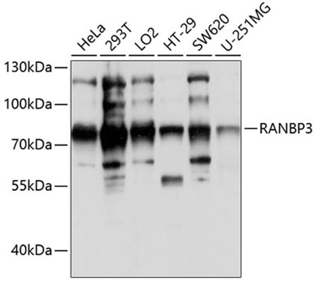 Western blot - RANBP3 antibody (A0955)