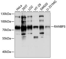 Western blot - RANBP3 antibody (A0955)