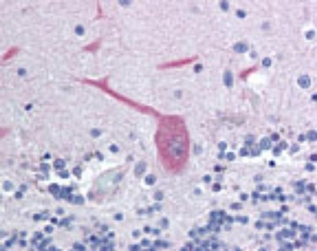 Immunohistochemistry-Paraffin: FAIM2 Antibody [NBP2-24713] - analysis of human brain, cerebellum using this antibody at 10 ug/ml.