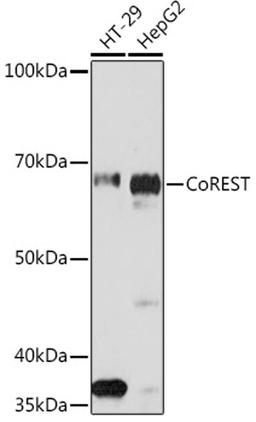 Western blot - CoREST Rabbit mAb (A3568)