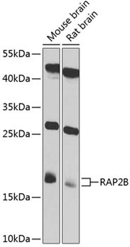 Western blot - RAP2B antibody (A4071)