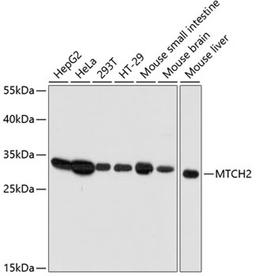 Western blot - MTCH2 antibody (A12934)