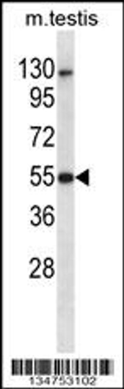 Western blot analysis in mouse testis tissue lysates (35ug/lane).