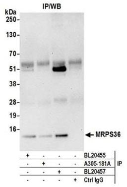 Detection of human MRPS36 by western blot of immunoprecipitates.