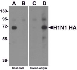 Western blot analysis of Hemaggutinin using recombinant seasonal Hemagglutinin (lanes A & B) and swine-origin Hemagglutinin (lanes C & D) with anti-seasonal Hemagglutinin antibody (5231) at 2 &#956;g/mL (lanes A & C) and anti-swine-origin Hemagglutinin an