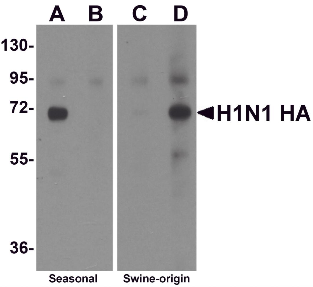 Western blot analysis of Hemaggutinin using recombinant seasonal Hemagglutinin (lanes A & B) and swine-origin Hemagglutinin (lanes C & D) with anti-seasonal Hemagglutinin antibody (5231) at 2 μg/mL (lanes A & C) and anti-swine-origin Hemagglutinin an