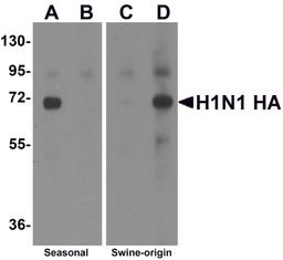 Western blot analysis of Hemaggutinin using recombinant seasonal Hemagglutinin (lanes A & B) and swine-origin Hemagglutinin (lanes C & D) with anti-seasonal Hemagglutinin antibody (5231) at 2 μg/mL (lanes A & C) and anti-swine-origin Hemagglutinin an