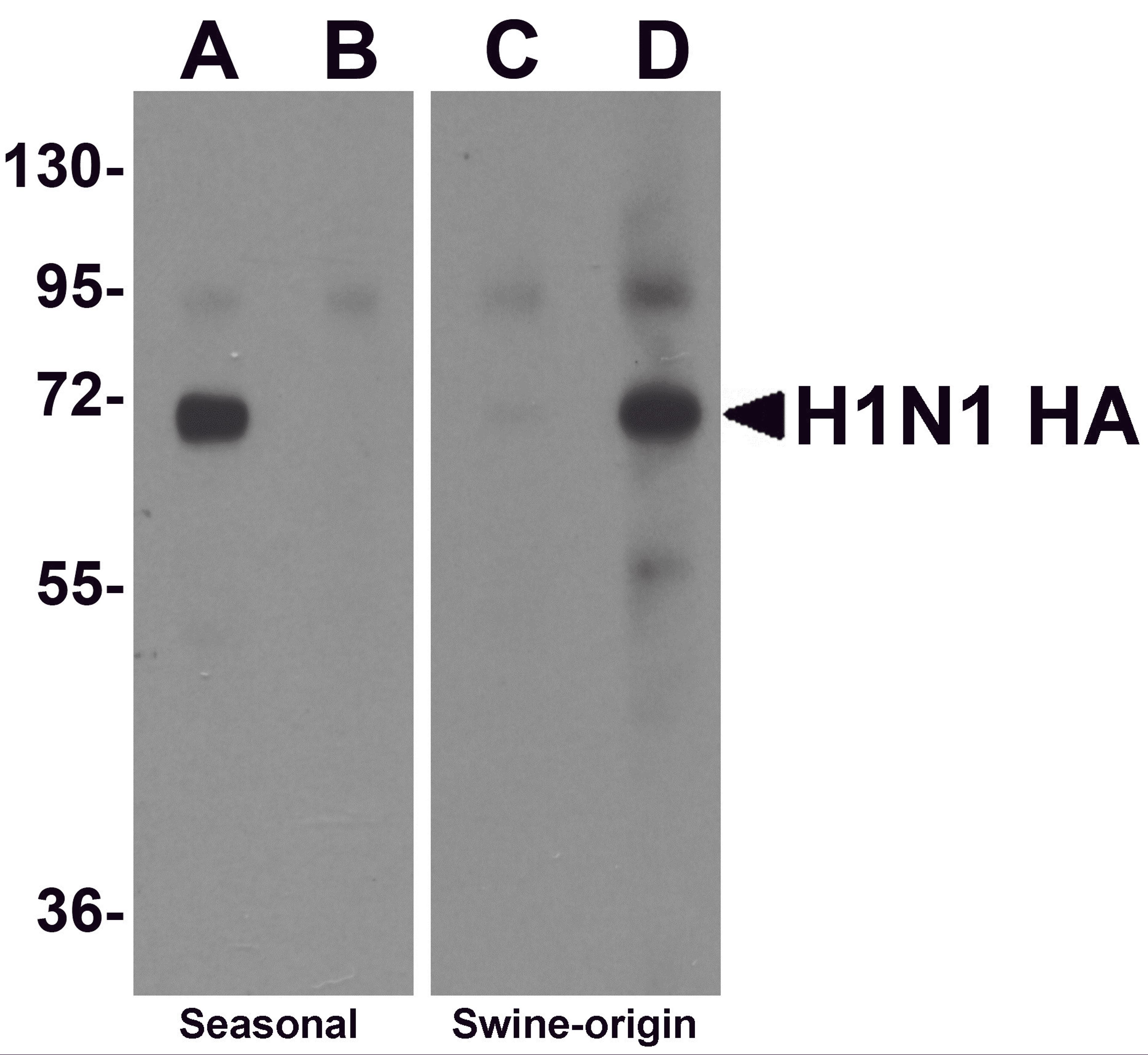 Western blot analysis of Hemaggutinin using recombinant seasonal Hemagglutinin (lanes A & B) and swine-origin Hemagglutinin (lanes C & D) with anti-seasonal Hemagglutinin antibody (5231) at 2 μg/mL (lanes A & C) and anti-swine-origin Hemagglutinin an