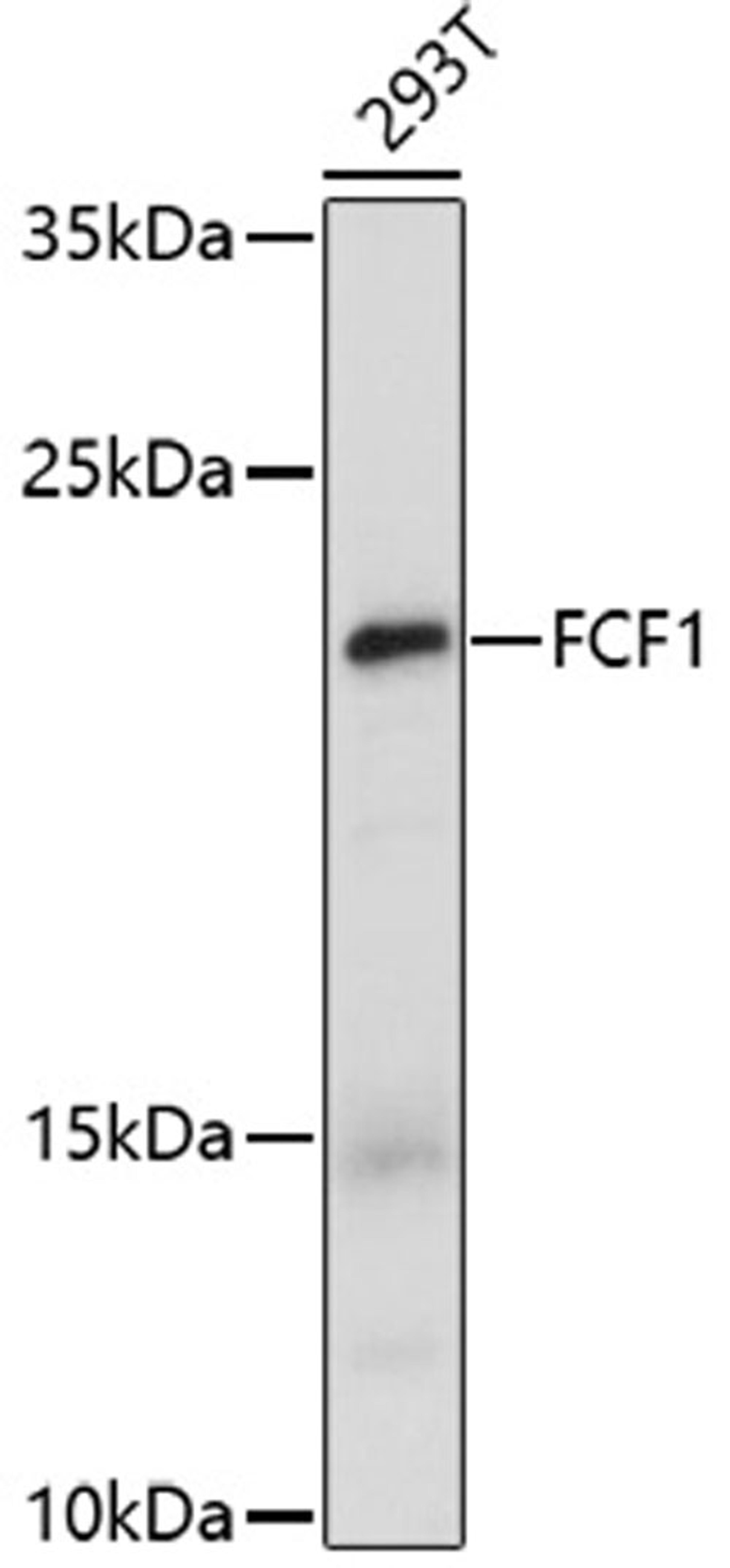 Western blot - FCF1 antibody (A17149)