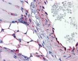 Immunohistochemistry-Paraffin: PTRF Antibody [NBP1-80220] - Mouse vessel and adipocytes (skeletal muscle), 5 ug/ml.