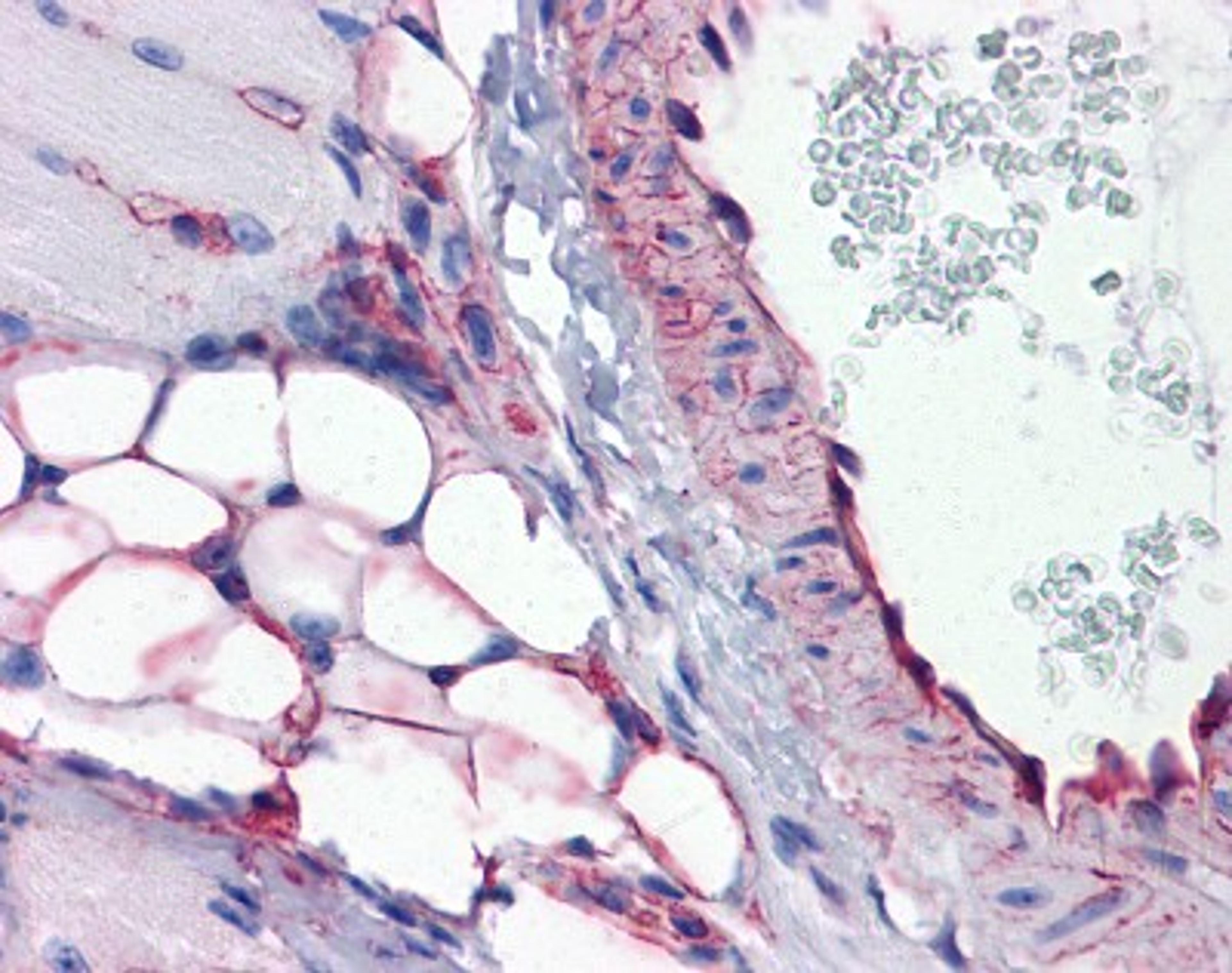 Immunohistochemistry-Paraffin: PTRF Antibody [NBP1-80220] - Mouse vessel and adipocytes (skeletal muscle), 5 ug/ml.