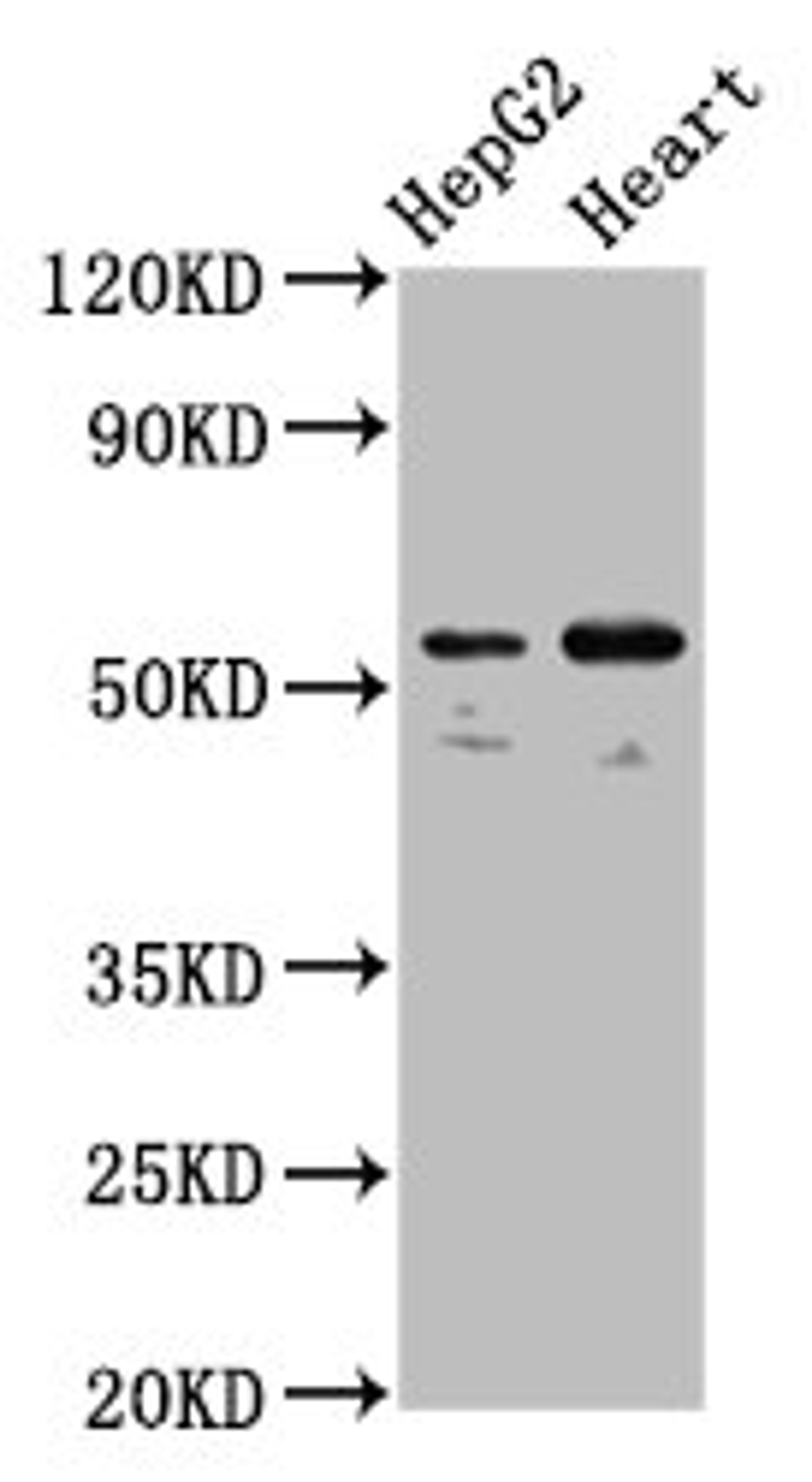 Western Blot. Positive WB detected in: HepG2 whole cell lysate, Mouse heart tissue. All lanes: LMAN1 antibody at 5.3µg/ml. Secondary. Goat polyclonal to rabbit IgG at 1/50000 dilution. Predicted band size: 58 kDa. Observed band size: 58 kDa