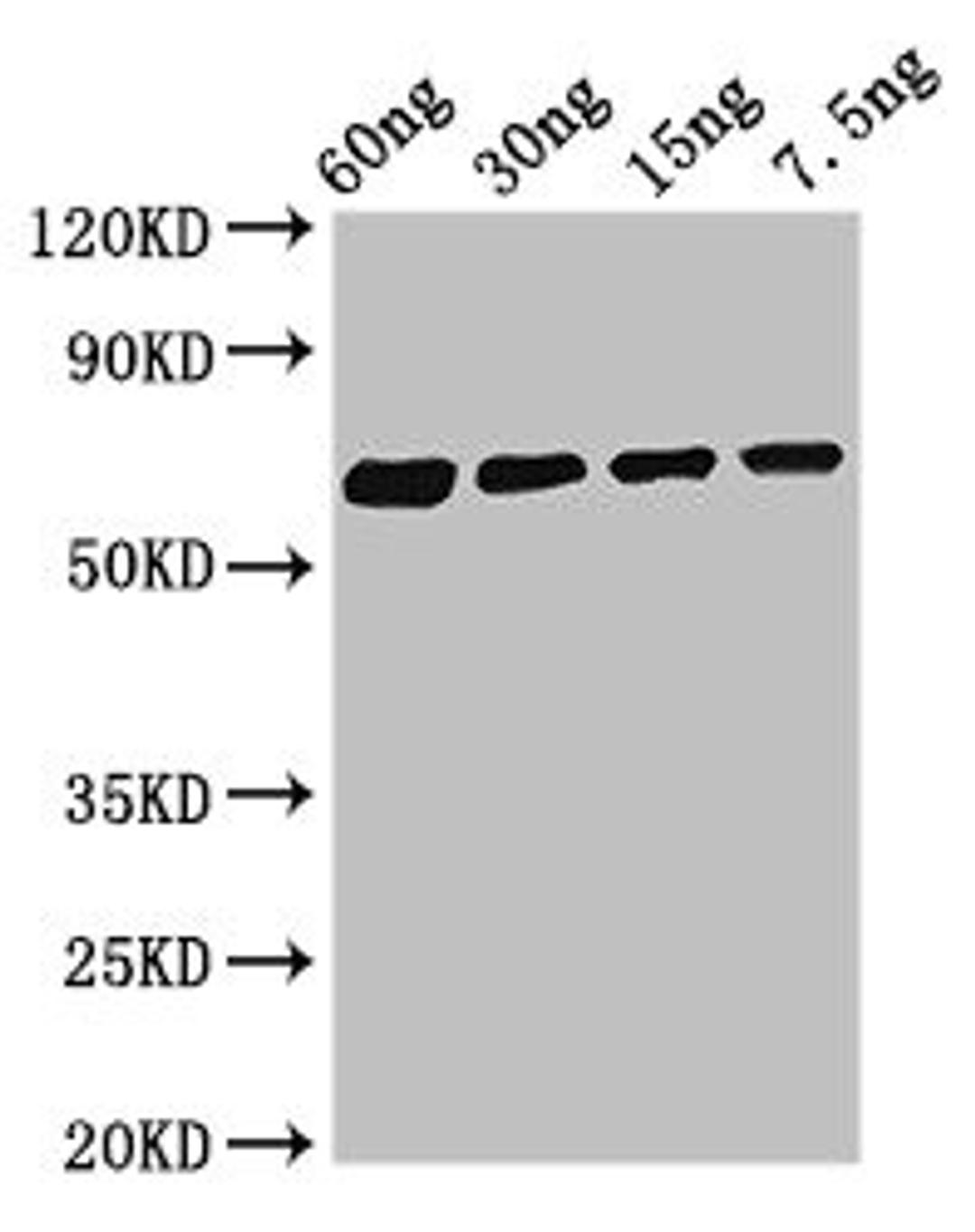Western Blot. Positive WB detected in Recombinant protein. All lanes: Major allergen Bla g 1.0101 antibody at 2.8µg/ml. Secondary. Goat polyclonal to rabbit IgG at 1/50000 dilution. Predicted band size: 62 kDa. Observed band size: 62 kDa