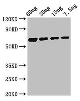 Western Blot. Positive WB detected in Recombinant protein. All lanes: Major allergen Bla g 1.0101 antibody at 2.8µg/ml. Secondary. Goat polyclonal to rabbit IgG at 1/50000 dilution. Predicted band size: 62 kDa. Observed band size: 62 kDa