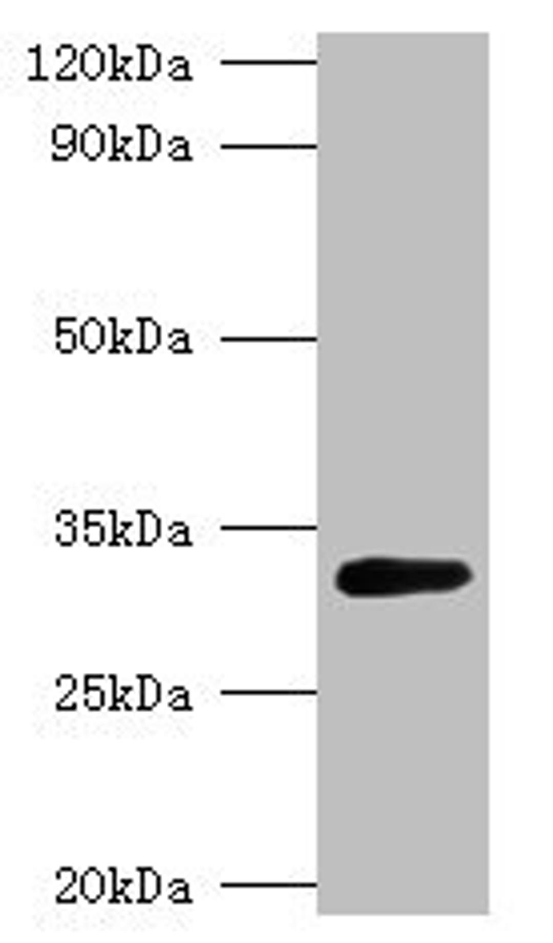 Western blot. All lanes: glsA1 antibody at 2µg/ml + DH5a whole cell lysate. Secondary. Goat polyclonal to rabbit IgG at 1/10000 dilution. Predicted band size: 33 kDa. Observed band size: 33 kDa