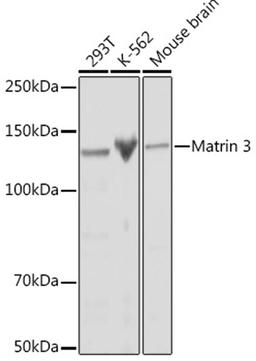 Western blot - Matrin 3 Rabbit mAb (A1027)